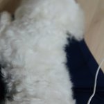 [EXO] 강아지 자랑