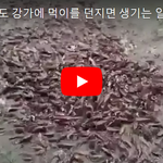 [꼭봐주세요] <b>CG</b>아님. 인도 강가에 먹이를 던지면 생기는 일