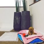 [강아지] 살찐참새 칸쵸