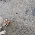 [꼭봐주세요] 후기 자리를지키는백구..도와주세요