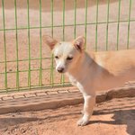 <b>단오</b>/믹스/남아/1살   * <b>단오</b>는 새하얗고 짧은 털을 가진 아이입니다...