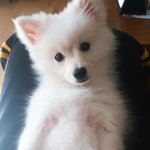 [EXO] 2<b>주전</b>에 데리고 온 이름지어달라한 울집 댕댕쓰