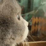 윤회안 사륜안 <b>백안</b> 개방