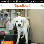 [경기]별이 된..그리고 별이 될 아이들 구해주세요ㅠㅠ