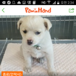 [경기]안락사시키기엔 너무 어리고 안타까운 아이들..구해주세요