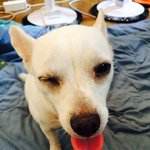 [반려<b>동물</b>] 전 개와 고양이를 함께 키웁니다!