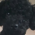 [EXO] 우리강아지 넘오 <b>기여워</b>서 깨물어버리고싶어