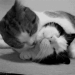 <b>여치</b>나 나랑자자