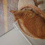 [꼭봐주세요] 길냥이 냥줍했었어요