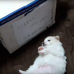 [강아지] 1월 17일 이녀석들이 찾아왔다....