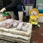 베트남 시장 명물인 엄<b>근진</b> 냥이