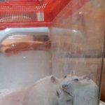 [EXO] 우리집햄찌 <b>윤희</b>찍는줄