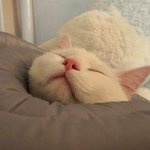 [댓글부탁해] 너네반 여자애들 어떻게 <b>분포</b>됨?