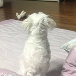 [드루와] 우리집 강아지 뒤돌아보는거 <b>졸</b><b>귀</b>