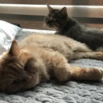 [ㅠㅠㅠㅠㅠ] <b>도랏</b>다 내 본진 고독방에 진짜 본진 들어옴