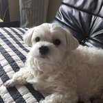 뚱띵 <b>라온</b>이에요