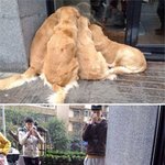 내 인생 최고의 <b>레브</b>라도들...