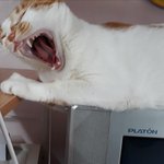 나의 동거묘 <b>도칠</b>이 3주년  생신선물..