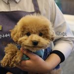 [강아지] 살찐참새 <b>칸쵸</b>2 "봄이 왔어요!"