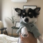 [강아지] 장모치와와 제이를 소개할게요