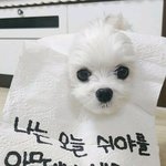 [댓글부탁해] 댕댕이 키우는 판녀들 제발 들어와바