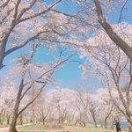 <b>봄이</b>왔어요~ 벚꽃보고가세요!