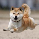 <b>일전</b>에 신이 나서서 우리에게 양식을 주셨다