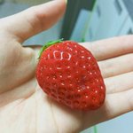 [드루와] ((((( 딸긔청 만들긔 )))))