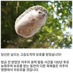 <b>고향</b>만두 물만두처럼 물에 넣고 요리해도 됨?