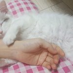 [고양이] 주인을 너무나도 좋아하는 고양이