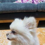 [드루와] <b>식빵</b>굽는 댕댕이봤니