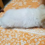 [드루와] <b>식빵</b>이 녹았어