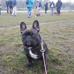 프라하에서 프렌치<b>불독</b> 이야기