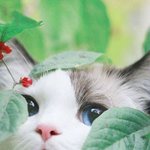고양이 확<b>대범</b> 나야나 나야나