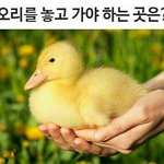 [댓글부탁해] <b>오리</b>를 놓고 가야 하는 곳은?