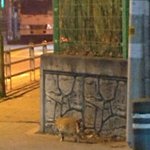 길냥이 너무 귀여어어ㅓㅠㅠㅠㅠㅠ
