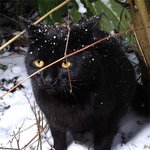 하얀 눈에 홀려버린 블랙냥이