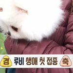 [강아지] 화이트 포메라니안 <b>루비</b>의 생애 첫 접종기!!