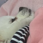 [드루와] 다들 우리집 강아지 좀 보고가