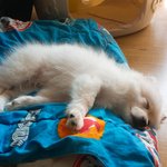 [EXO] 우리집 댕댕이 보여주러왔