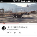 로드킬당한 고양이 먹는 <b>독수리</b>떼