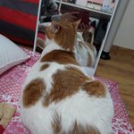 나의 동거묘 <b>도칠</b>이 2018년 봄 시작..