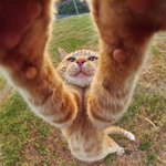 고무고무한 냥이 <b>바디</b>