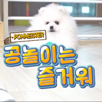 [강아지] 꼬꼬마 <b>루비</b> Play ball!!