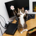 바라만봐도 <b>흥미</b>로운 냥이 일상