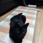 [고양이] <b>올</b>블랙냥..사진찍기 너무 어려워..ㅠㅠ