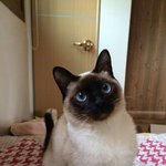 [고양이] 우리집개냥이만수를 소개합니다