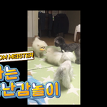 [강아지] 장난감 놀이~ 신나는 놀이~