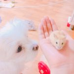 [댓글부탁해] 양많은 치킨 없나ㅠㅜㅍㅍㅍ