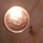 (혐주의)귀지 ㅈㄴ큰거 나옴;;;